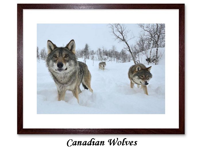 Canadian Wolves